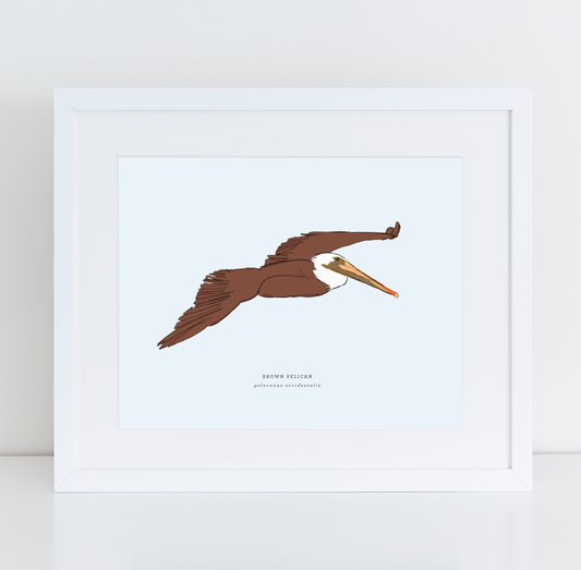 Brown Pelican