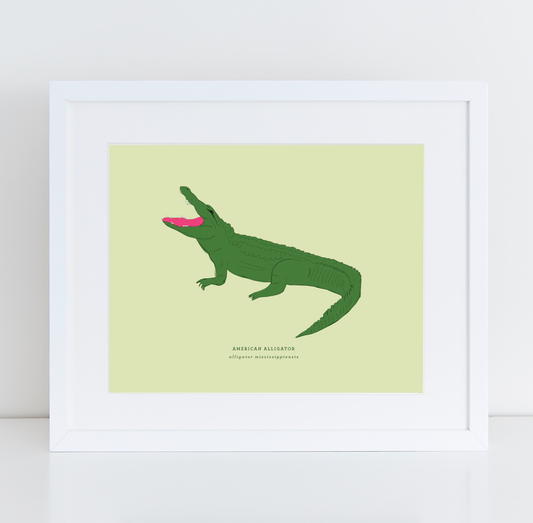 Alligator
