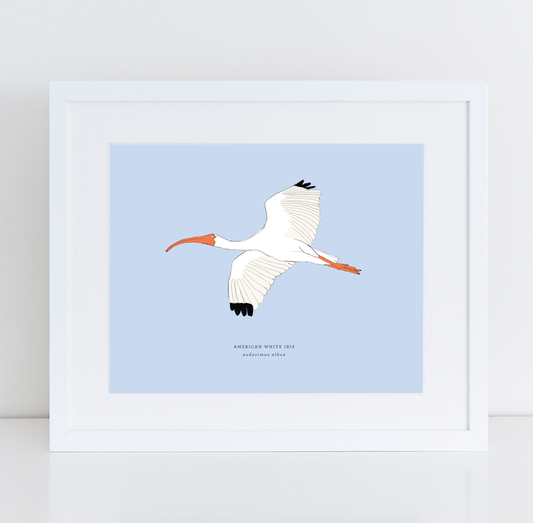 Ibis