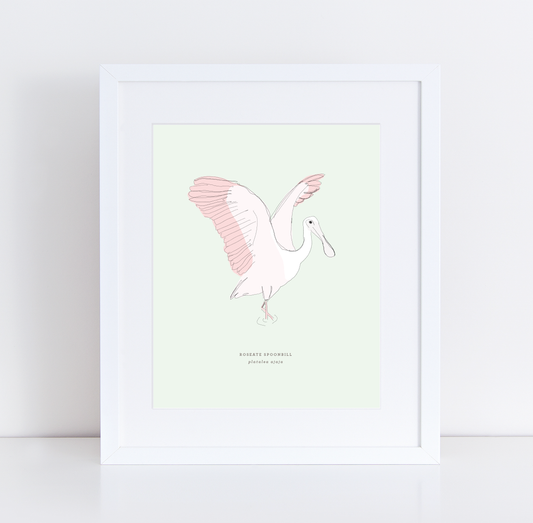 Roseate Spoonbill